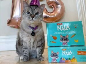 meet nala cat: the instagram star with a ton of fo - tymoff