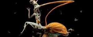 The Mastery of Metamorphosis: An Aesthetic Extravaganza 